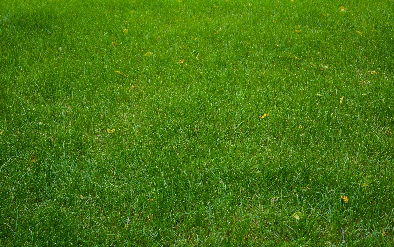 Trawa z rolki – szybki sposób na zieloną nawierzchnię. Trawa z rolki Lublin