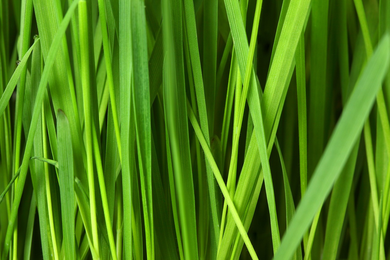 Gdzie warto stosować trawę z rolki? Trawa w rolkach Leszno