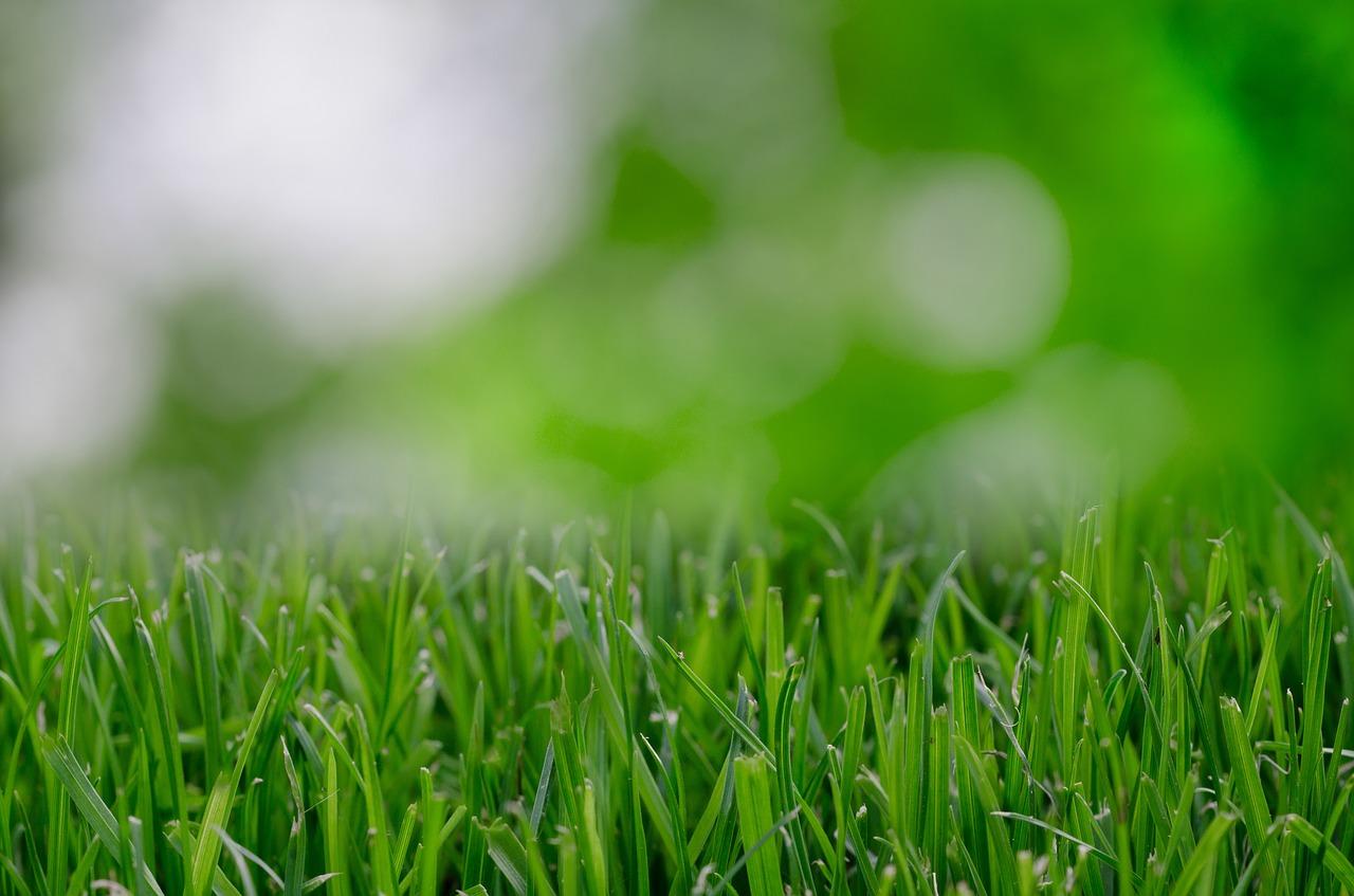 Trawa z rolki Piła. Co trzeba zrobić, aby mieć dobrej jakości trawnik?