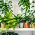 Rośliny do łazienki na półkę: jak wybrać gatunki odporne na wilgoć i cień oraz uniknąć typowych błędów pielęgnacyjnych